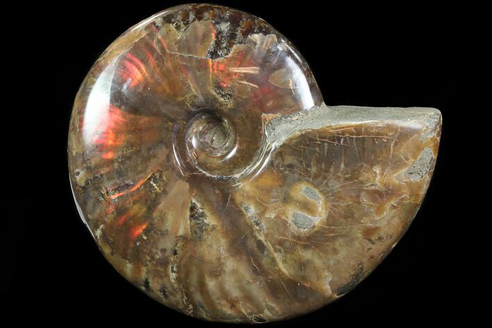 Flashy Red Iridescent Ammonite - Wide #81835